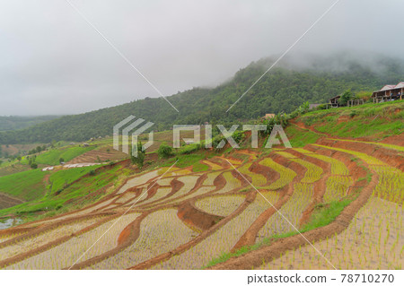 Paddy rice terraces with water reflection, green agricultural fields in countryside, mountain hills valley, Pabongpieng, Chiang Mai, Thailand. Nature landscape. Crops harvest. Paddy rice terraces with water reflection, green agricultural fields in countryside, mountain hills valley, Pabongpieng, Chiang Mai, Thailand. Nature landscape. Crops harvest. 78710270