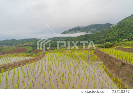 Paddy rice terraces with water reflection, green agricultural fields in countryside, mountain hills valley, Pabongpieng, Chiang Mai, Thailand. Nature landscape. Crops harvest. Paddy rice terraces with water reflection, green agricultural fields in countryside, mountain hills valley, Pabongpieng, Chiang Mai, Thailand. Nature landscape. Crops harvest. 78710272