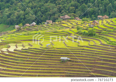 Paddy rice terraces with water reflection, green agricultural fields in countryside, mountain hills valley, Pabongpieng, Chiang Mai, Thailand. Nature landscape. Crops harvest. 78710273