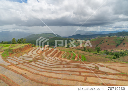Paddy rice terraces with water reflection, green agricultural fields in countryside, mountain hills valley, Pabongpieng, Chiang Mai, Thailand. Nature landscape. Crops harvest. 78710280