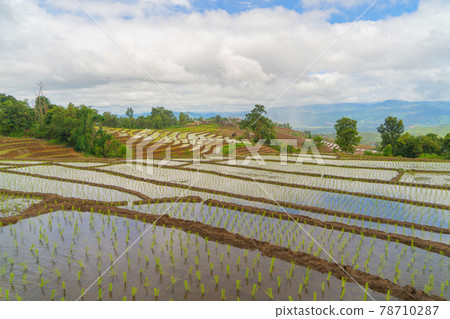Paddy rice terraces with water reflection, green agricultural fields in countryside, mountain hills valley, Pabongpieng, Chiang Mai, Thailand. Nature landscape. Crops harvest. 78710287