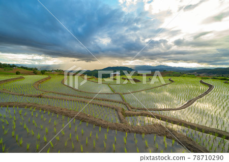Paddy rice terraces with water reflection, green agricultural fields in countryside, mountain hills valley, Pabongpieng, Chiang Mai, Thailand. Nature landscape. Crops harvest. 78710290