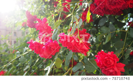 closeup of a bush of red roses in the summer garden under the sunlight. Red spray roses with many buds, opened flowers. A flowerbed in a park, a way to decorate streets and landscapes 78710748