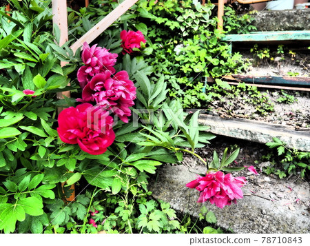 Red-pink peonies. Beautiful large peony flowers against a background of green foliage and grass. Floristics, floriculture and gardening as a hobby. Wooden stairs in the background 78710843