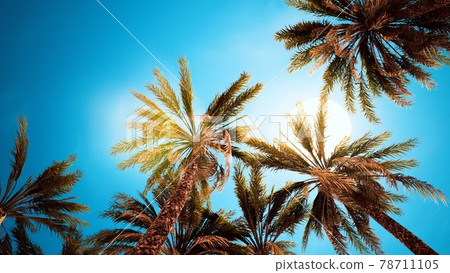 Palm trees at sunset light and sky 78711105