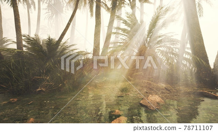 coconut palms in deep morning fog 78711107