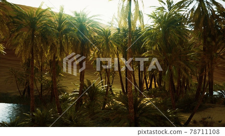 palm trees inside the dunes palm trees inside the dunes 78711108