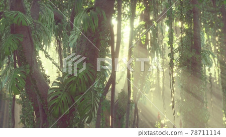 deep tropical jungle rainforest in fog deep tropical jungle rainforest in fog 78711114
