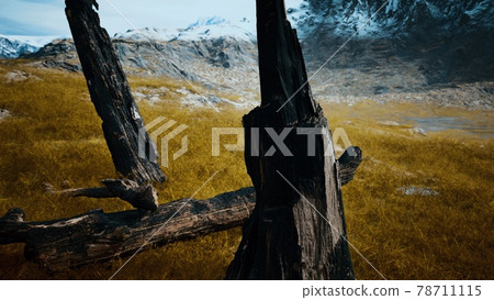 burnt tree logs after forest fire 78711115
