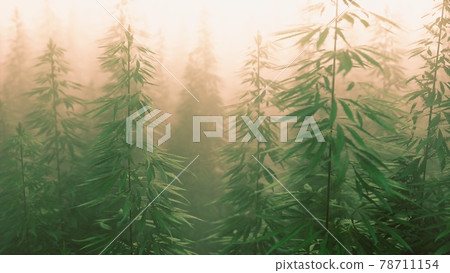 plantation of cannabis in deep fog plantation of cannabis in deep fog 78711154