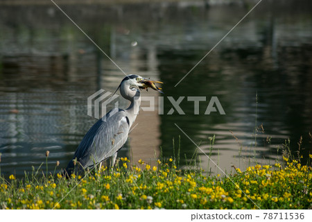 Portrait of Heron standing in border water with a fish in mouth 78711536