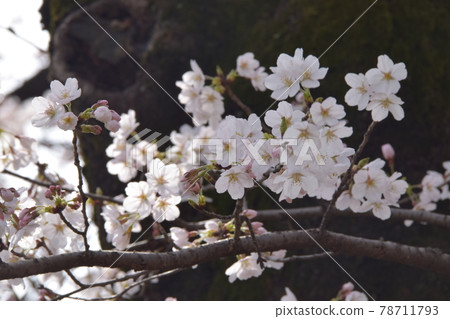 Cherry Blossoms Cherry Blossoms 78711793