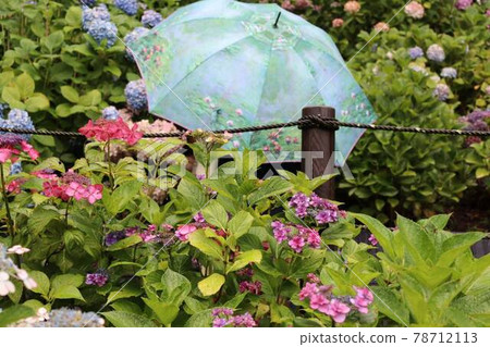 Hydrangea and umbrella 78712113