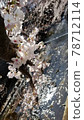 Cherry blossoms and rivers 78712114