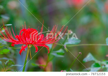 Cluster amaryllis blooming in Noyama [Nagano Prefecture] 78712153