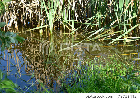 The snake tries to hide in the densely growing green reeds The snake tries to hide in the densely growing green reeds 78712482