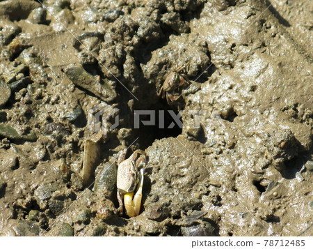 生活在日本鹿兒島縣奄美市奄美大島的世界遺產招潮蟹 78712485