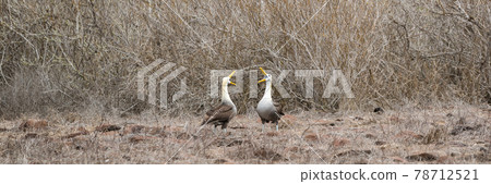 Galapagos Albatross aka Waved albatrosses mating dance courtship ritual 78712521