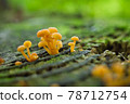 Small mushrooms in the forest 78712754