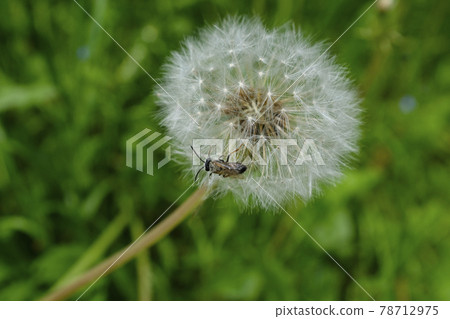 Fluffy dandelion,top view,close-up.Plant in the grass. 78712975