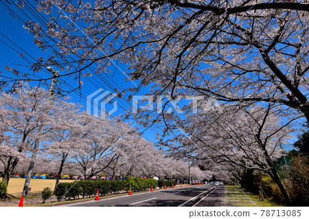 Tadamoto Park Tadamoto Park 78713085