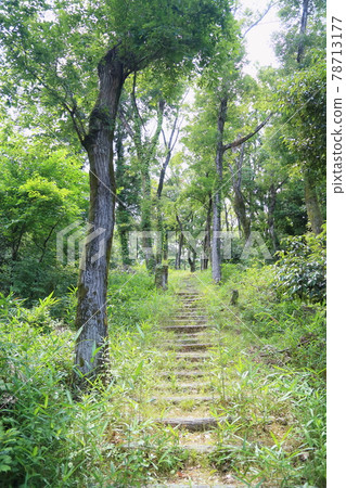 夏季公園 夏季公園 78713177
