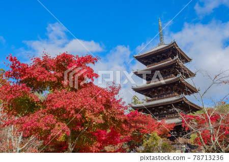 Autumn leaves of Kyoto Ninnaji temple 78713236