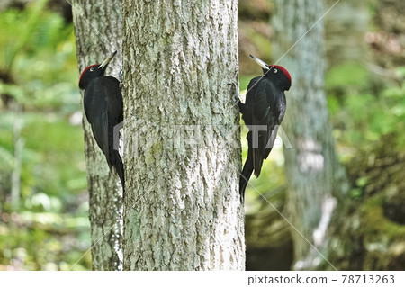 ♂ Black woodpecker 78713263