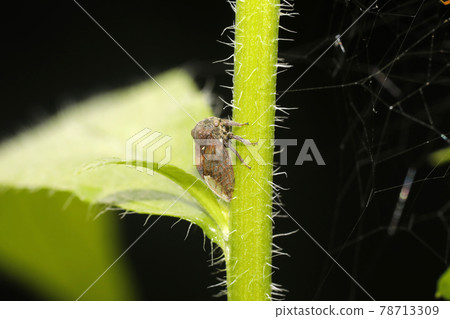 Tobiirotsunozemi Tobiirotsunozemi 78713309