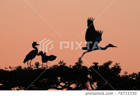 Kanzaki Early Morning Waterfowl Paradise 78713330