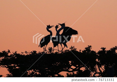 神崎清晨水禽樂園 78713331