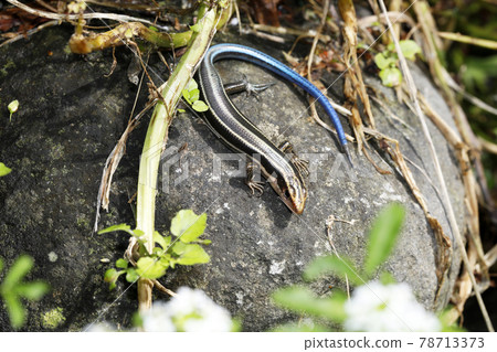 Higashi ni Hondo lizard 78713373