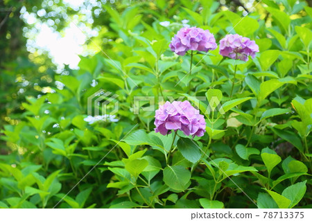 hydrangea flower 78713375