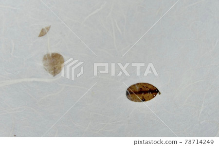 Hanji pattern 78714249