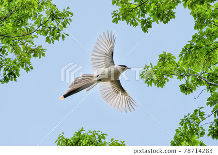 青翅喜鵲（Onaga） 78714283