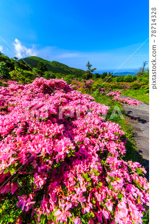 Miyama Kirishima of Takarahara Tsutsuji Park [Unzen City, Nagasaki Prefecture] 78714328