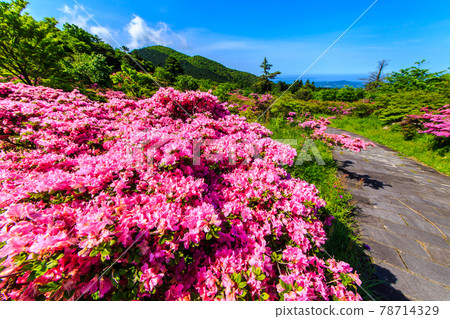 Miyama Kirishima of Takarahara Tsutsuji Park [Unzen City, Nagasaki Prefecture] 78714329