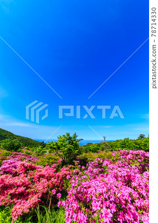 Miyama Kirishima of Takarahara Tsutsuji Park [Unzen City, Nagasaki Prefecture] 78714330