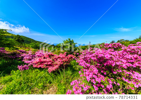 Miyama Kirishima of Takarahara Tsutsuji Park [Unzen City, Nagasaki Prefecture] 78714331