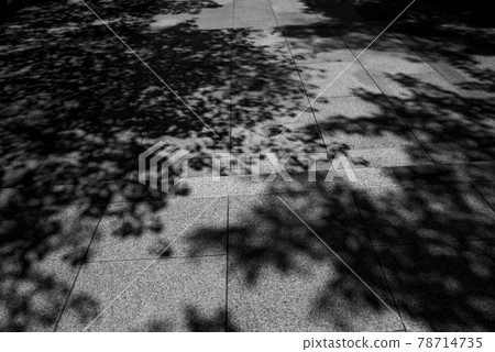 Cobblestone road and shadow of trees monochrome 78714735
