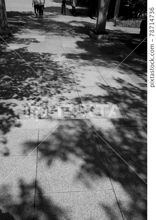 Cobblestone road and shadow of trees monochrome 78714736