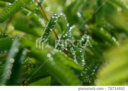 Beautiful water droplets discharged from the water holes in the serrations of the leaves of Sanguisorba officinalis on a summer morning Beautiful water droplets discharged from the water holes in the serrations of the leaves of Sanguisorba officinalis on a summer morning 78714892