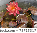 紅睡蓮和鱂魚 78715317