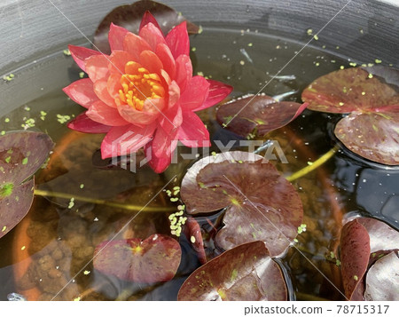 紅睡蓮和鱂魚 紅睡蓮和鱂魚 78715317