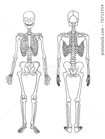 對人體全身骨骼進行成像的插圖 78715354