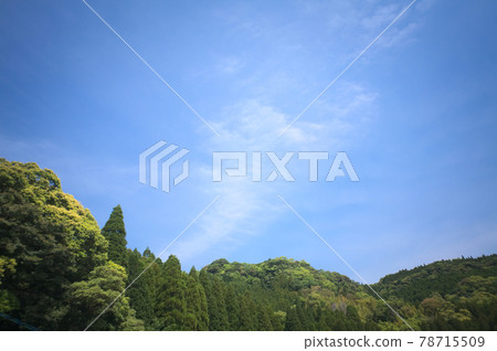 Young leaves and blue sky in the spring forest Young leaves and blue sky in the spring forest 78715509