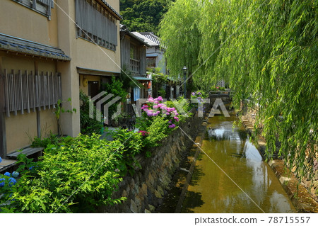 靜岡縣下田市，與佩里有關的佩里道路上的河流和柳樹光滑 78715557