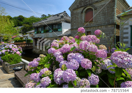 Shimoda City, Shizuoka Prefecture, Smooth River and Hydrangea on Perry Road, which is related to Perry 78715564