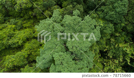 Beautiful landscape in summer tropical forest Beautiful landscape in summer tropical forest 78715660