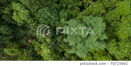 Beautiful landscape in summer tropical forest Beautiful landscape in summer tropical forest 78715661